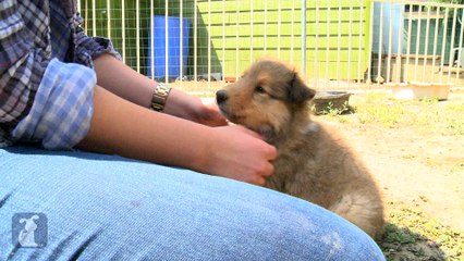 Cuddle With Collie Puppies