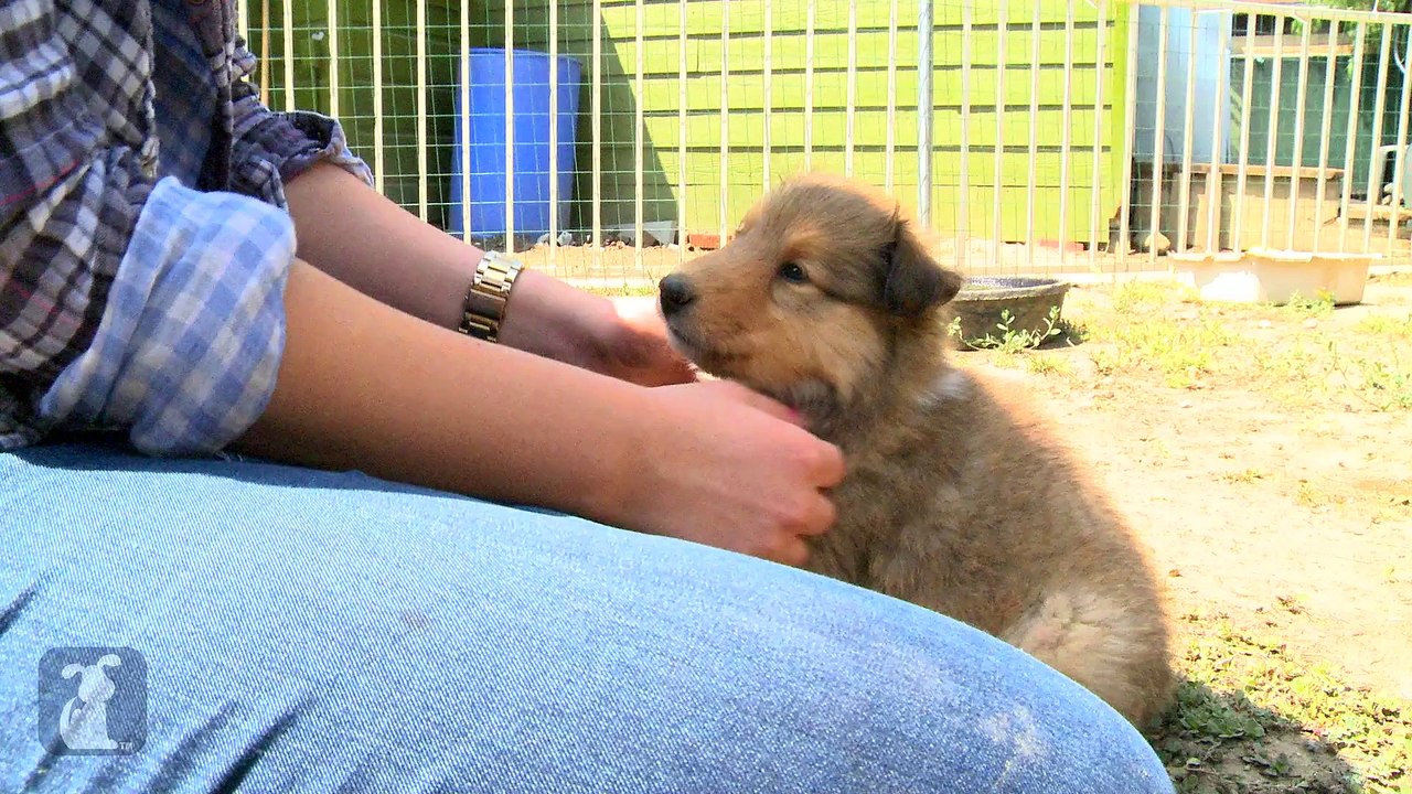 Cuddle With Collie Puppies