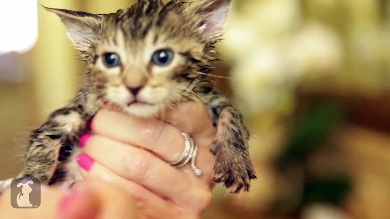 Kitten Gets Relaxing Bath
