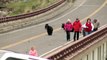 Des touristes sapprochent trop près d'ours noirs