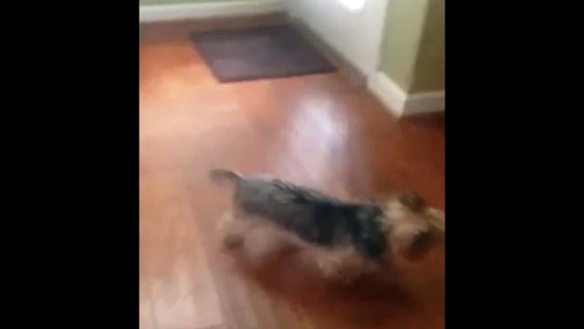 Ce chien pense qu'une poupée va jouer avec lui