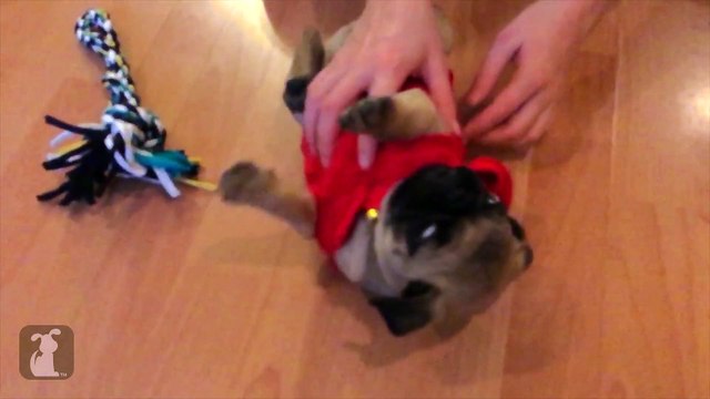 Pug Belly Rub Is So Cute