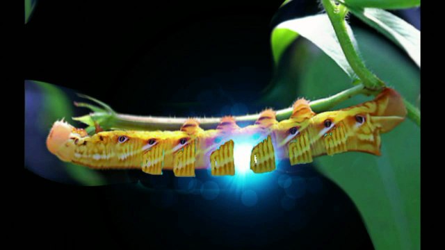 islamic miracle عجائب وغرائب العالم ومشاهد عجيبة وغريبة لااله الا الله