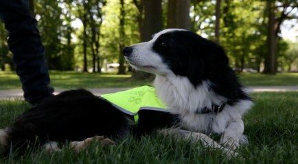 Border collies: A 'mouse trap' for geese on the National Mall