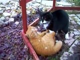 fighting mad cats