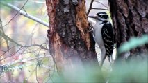 Female Hairy Woodpecker on Wild Black Cherry Tree