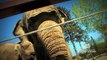 Cute funny animal video videos - Elephants Elephant - BizBOXTV @ The Calgary Zoo!