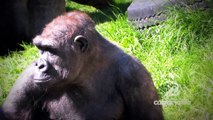 Funny Cute animal video videos Calgary Zoo - Gorillas Gorillas - Educational BizBOXTV