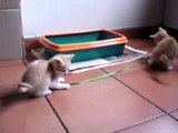 Rinconete y Cortadillo (Gatitos pequeños jugando)