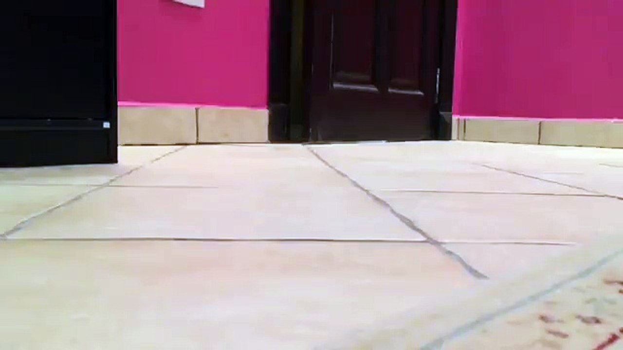 Un perroquet avec un rire de super-vilain