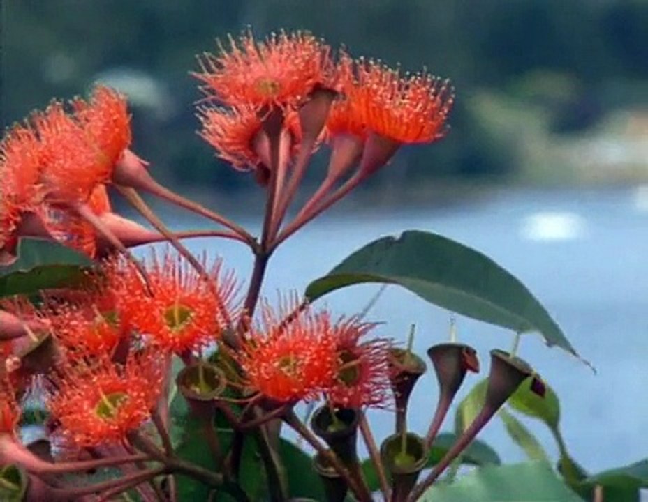 Australien (Teil 3) - Tasmanien