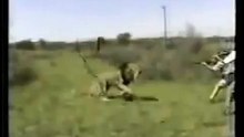Lion Attacks Man (Horrific Lion Attack!)