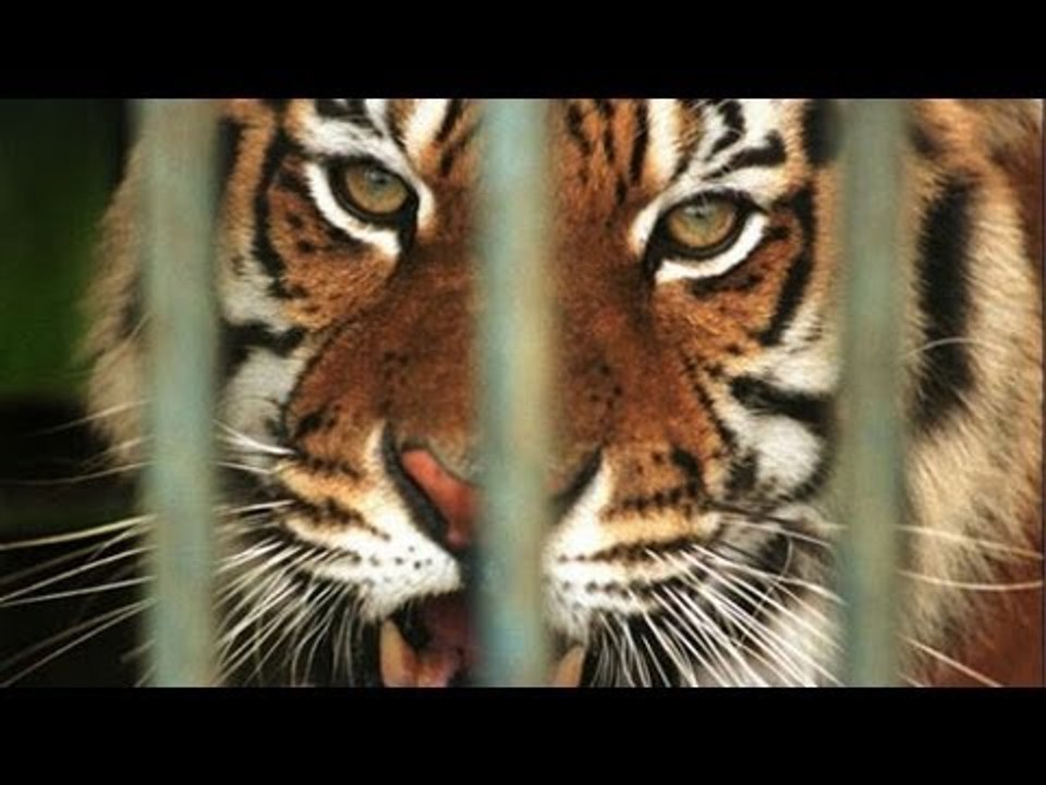 Tiger mauls young Indiana woman