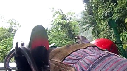 Tyrolienne dans la forêt tropicale au Costa Rica : ne cliquez pas si vous avez le vertige... !