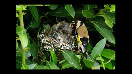 trés beau chant de chardonneret ( stayla )