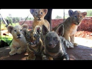 虎とライオン、ハイエナ仲良し