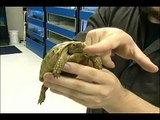 How to Care for Tortoises : Picking a Tortoise