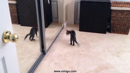 Kitten Battles Reflection in The Mirror