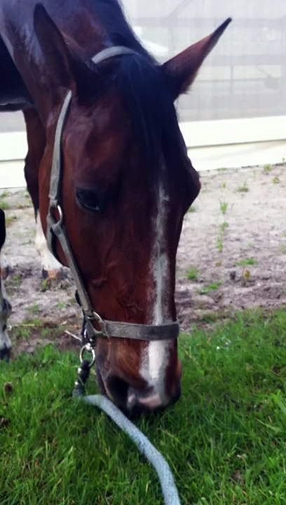 15-05-11 - Broutt-broutt