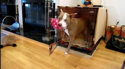 Невероятно умный питбуль