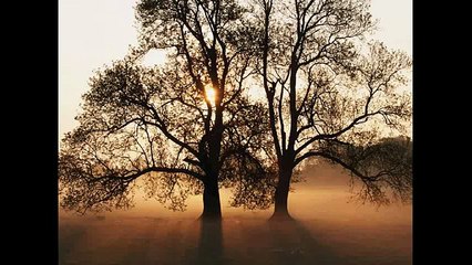 Seven nation army  Cover by Zou (without vocal)