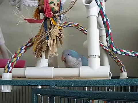 Tycho the Quaker Parrot Hanging out and asking “what are you doin’?”