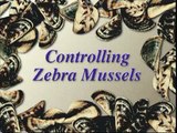 Controlling Zebra Mussels