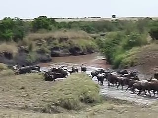 Wildebeest crossing water at Masai Mara Reserve