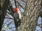 Woodpeckers