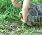 Tarty - La tartaruga di terra