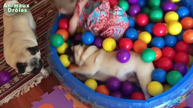 Bébés mignons et Carlin Chiens La compilation Avril 2015 [NOUVEAU HD VIDEO]