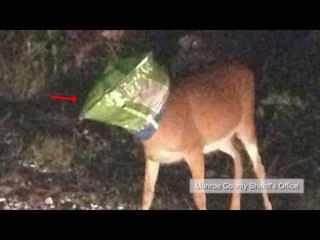 Deer gets head stuck in Doritos bag