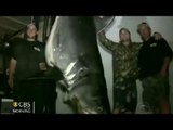Record breaker: Huge 1,300-pound mako shark caught in California
