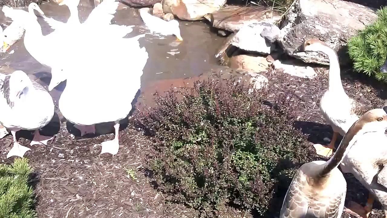 Ducks, Geese, and Swans in One Pond!