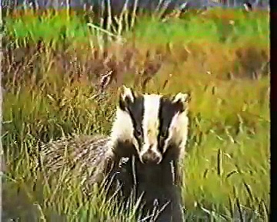 Irish Wildlife - Badgers