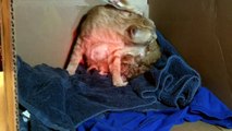 Phoebe gives birth to kitten # 2 and eats the placenta