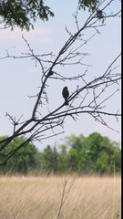 2014/05/25 Bell's Vireo -- Battelle Darby Creek Metro Park