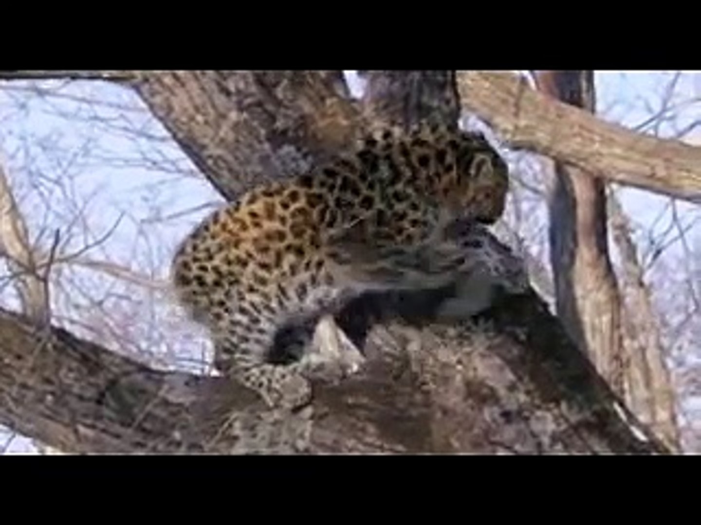 ⁣Amur Leopard