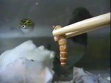 Green Spotted Puffer Fish Eats MealWorm