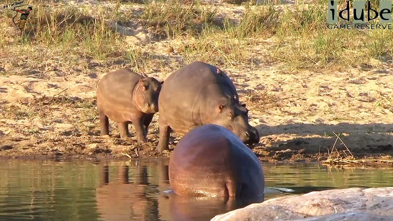 Hippo Violence