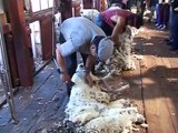 Argentine Patagonie démonstration de la tonte des moutons (Patagonia sheep shearing )