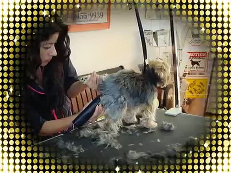 Keno's Pet Grooming - How to Groom a Yorkshire (Yorkie)