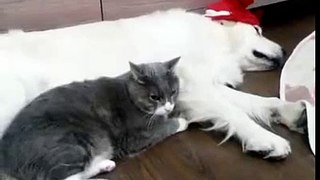 [ HOT ] - Dog and cat Welcome Christmas night