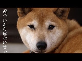 メキシコで野犬にかまれ男女４人が死亡