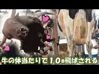 メス牛に興奮したオス牛に体当たりされ10m飛ばされた男性死亡