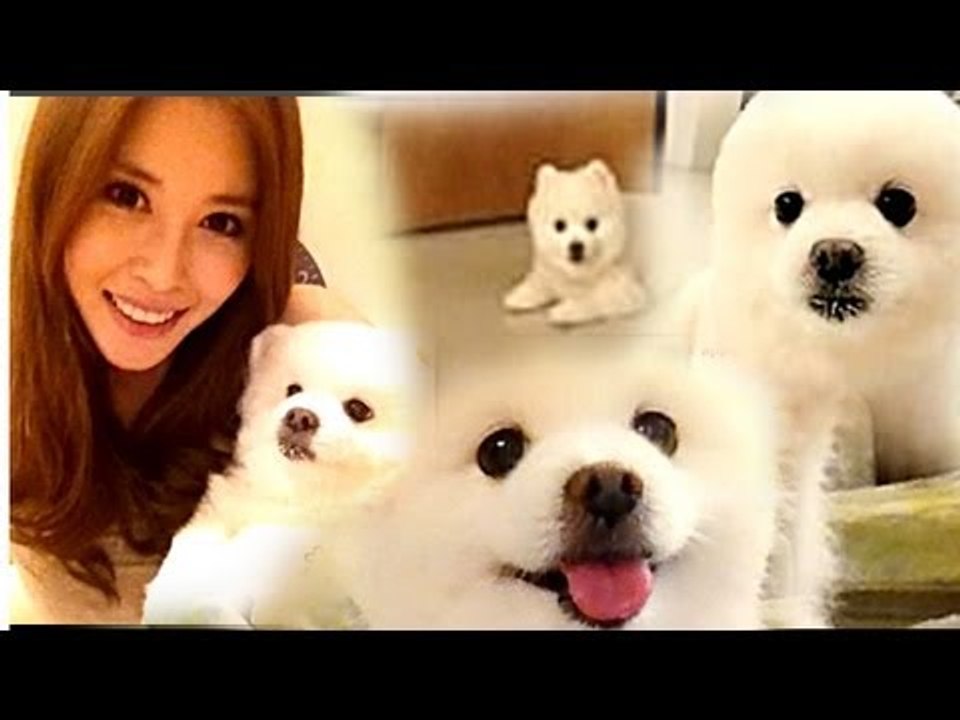 可愛いワンちゃん　耳が不自由でも大人気