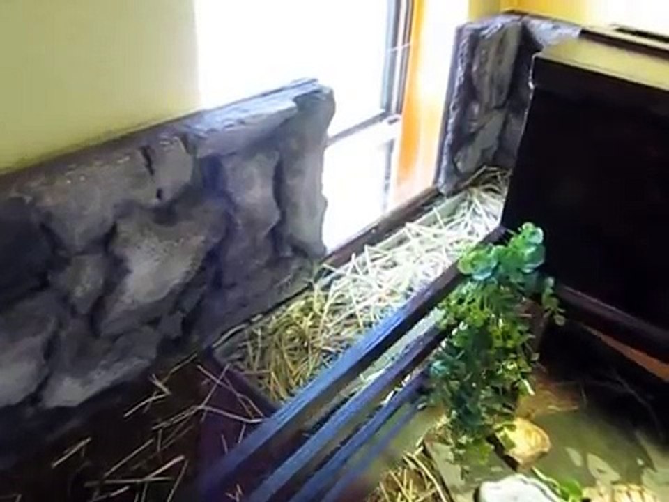 Tortoise Table