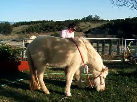 Charm, Icelandic Horse, Learning to Bow