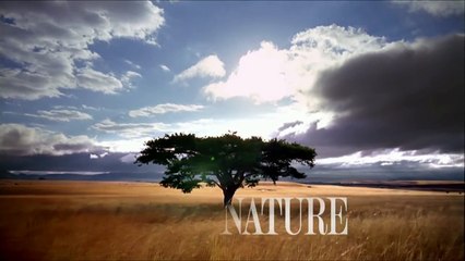 Meet Yellow-Naped Amazon "Basil" | Parrot Confidential | Nature on PBS