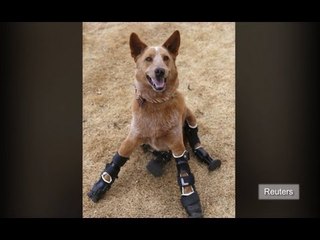 Naki'o the disabled dog gets prosthetic legs in world first